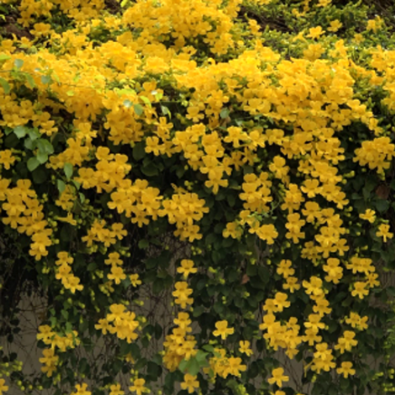Iasomie de Iarnă Galbenă "Officinale" la Ghiveci