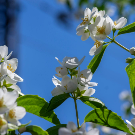 Iasomie de Gradină "Philadelphus Coronarius" la Ghiveci