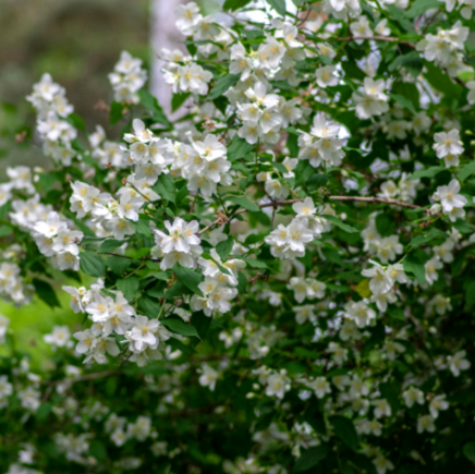 Iasomie de Gradină "Philadelphus Coronarius" la Ghiveci
