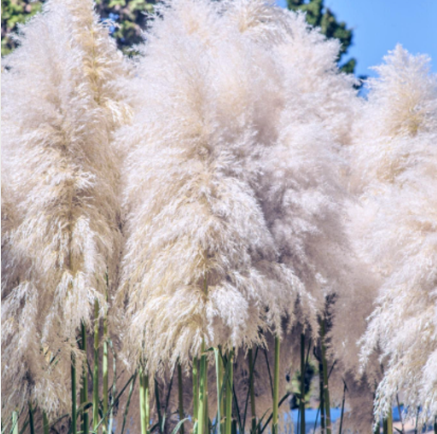 Iarbă de Pampas, Alb