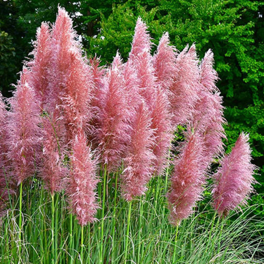 Iarbă de Pampas, Roz
