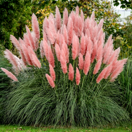 Iarbă de Pampas, Roz