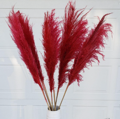 Iarbă de Pampas, Roșu