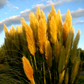 Iarbă de Pampas, Galben