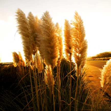 Iarbă de Pampas, Galben