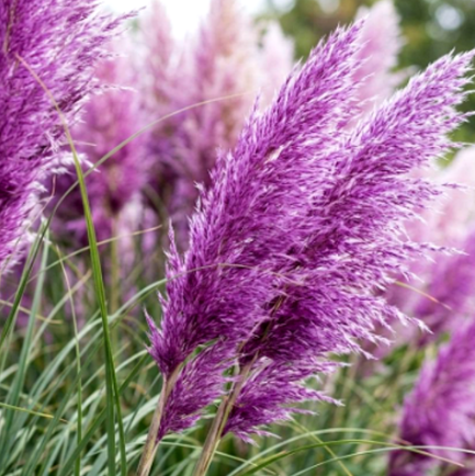 Iarbă de Pampas, Mov