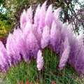 Iarbă de Pampas, Mov