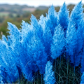 Iarbă de Pampas, Albastru