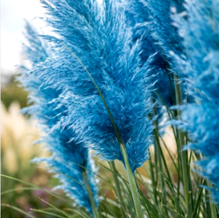 Iarbă de Pampas, Albastru