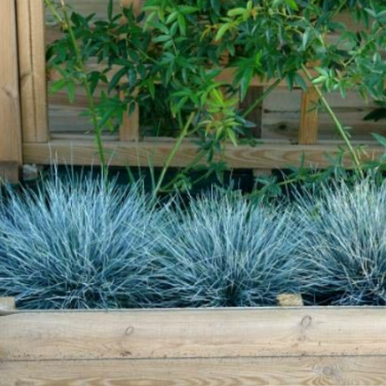 Iarbă "Festuca Gleuca", Albastră