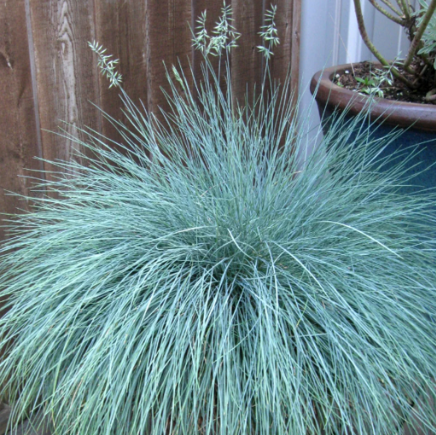 Iarbă "Festuca Gleuca", Albastră