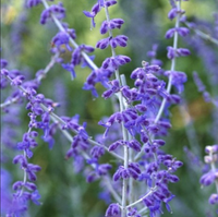 Salvie Rusească "Blue Spire" la Ghiveci