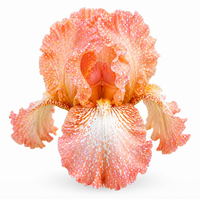 Bulbi Iris Germanica "Peach Rain"
