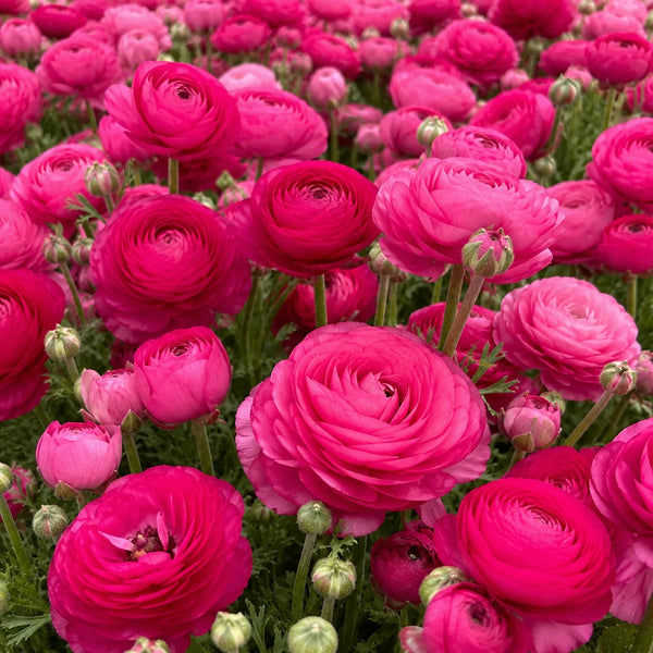Bulbi de Ranunculus Roz