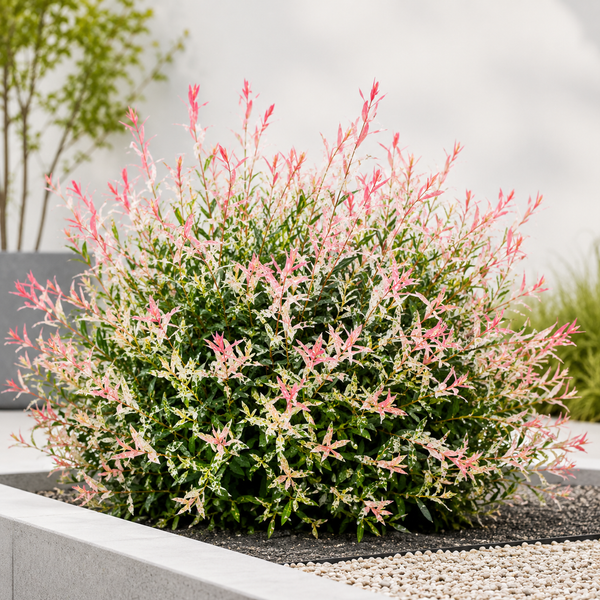 Salix Integra Hakuro-Nishiki Tufă Ornamentală