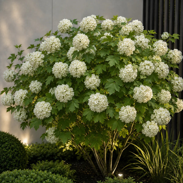Viburnum Bulgărele de Zăpadă Opulus Sterile