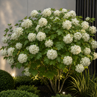 Viburnum - Bulgărele de Zăpadă - Opulus Sterile