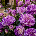 Trandafir Tufă "Purple Tiger"