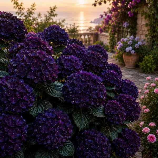Hortensia Macrophylla Deep Purple