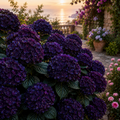 Hortensia Macrophylla „Deep Purple”