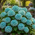Hortensia Macrophylla „Blue Wave”