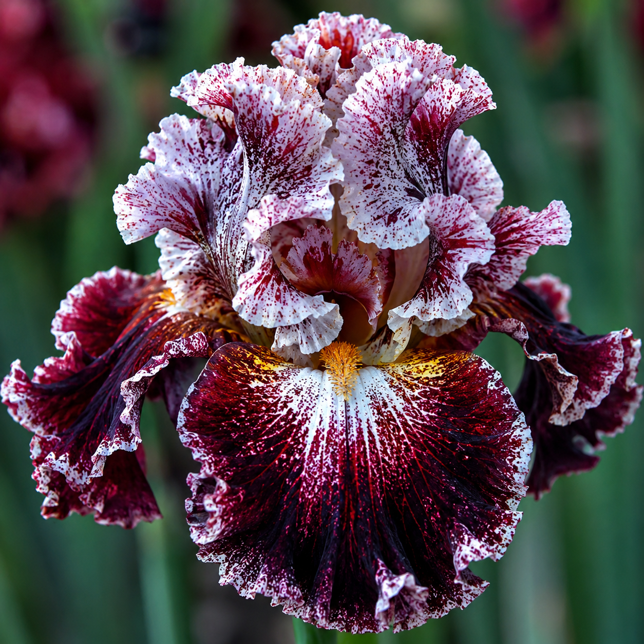 Bulbi Iris Germanica "Splashacata"
