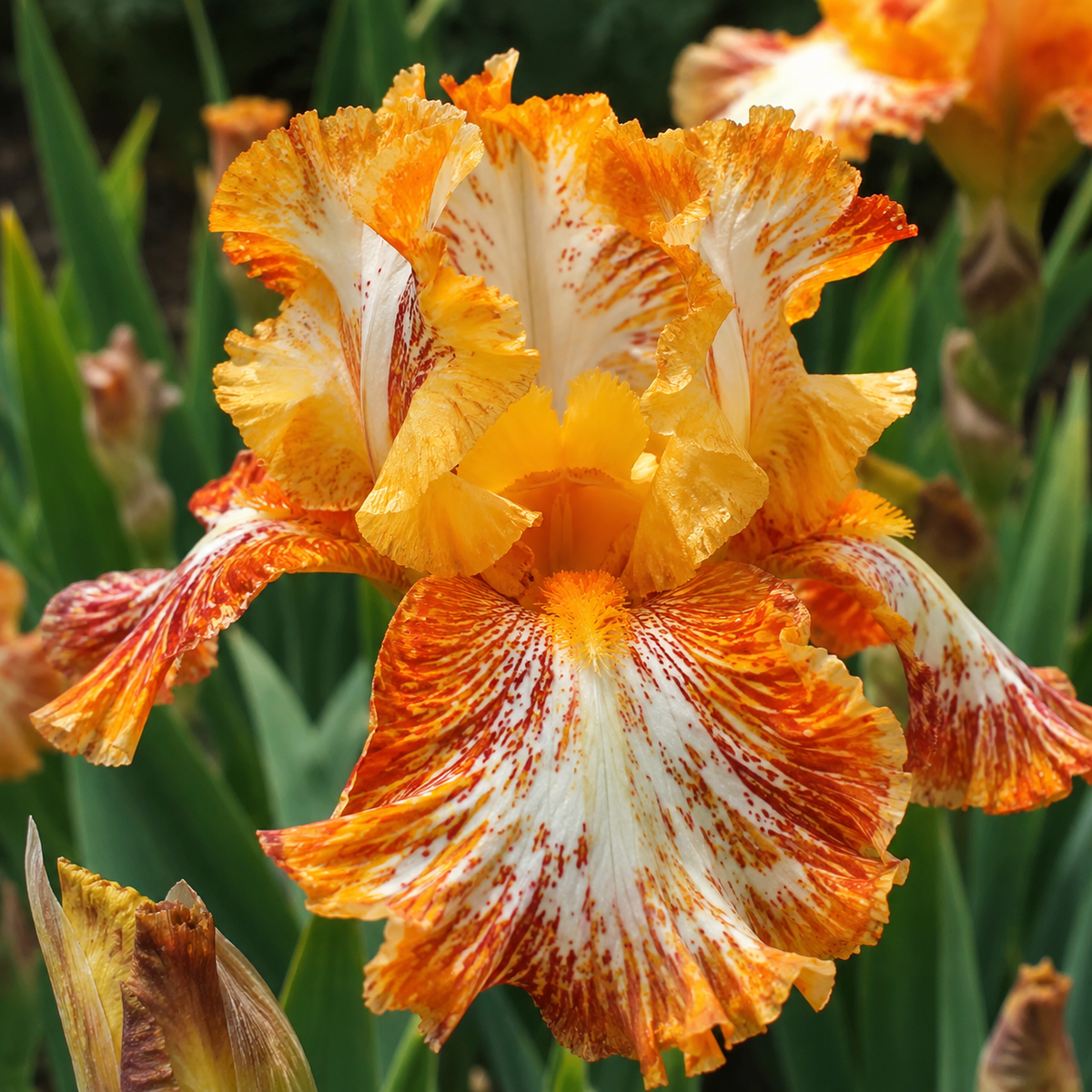 Bulbi Iris Germanica "Orange Splendor"