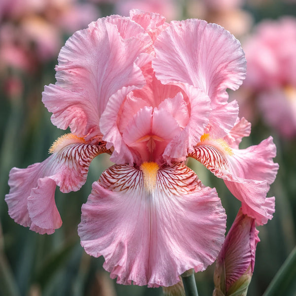 Bulbi Iris Germanica Pink Parfait