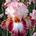 Bulbi Iris Germanica "Beverly Sills"