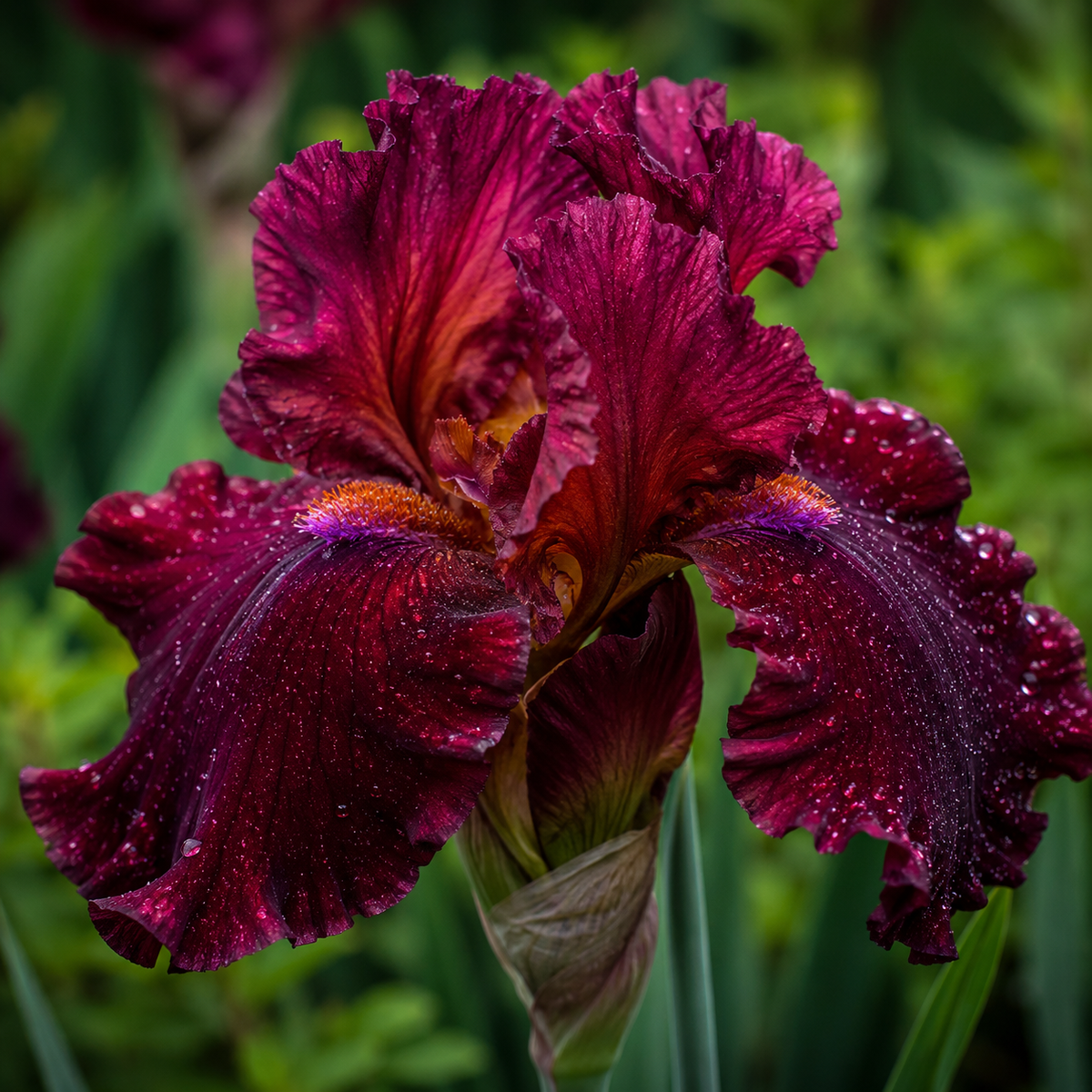 Bulbi Iris Germanica "Superstition"