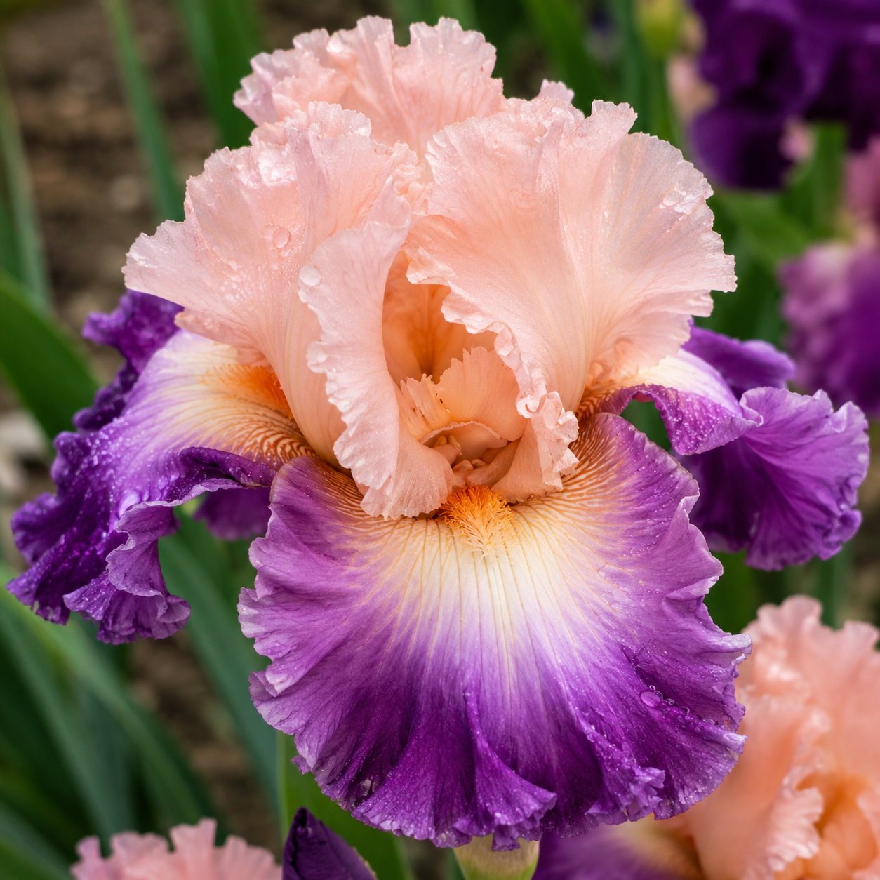 Bulbi Iris Germanica "Daring Deception"