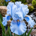 Bulbi Iris Germanica "Victoria Falls"