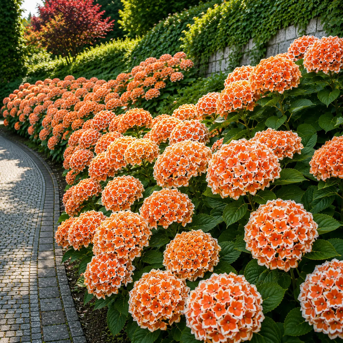 Hortensia Macrophylla Bicolor Tangerine