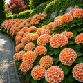 Hortensia Macrophylla Bicolor "Tangerine"