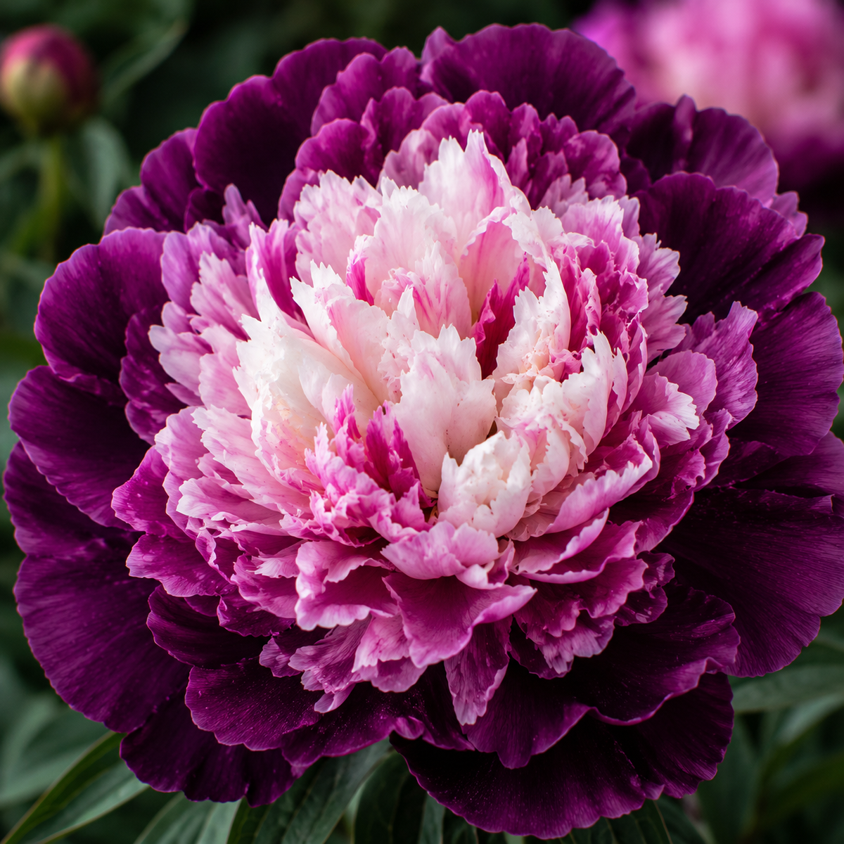Bulbi de Bujori - Paeonia Mauve