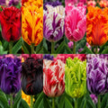 Bulbi Lalele – Color Harmony – 20 Bucăți