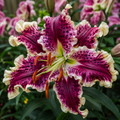 2 Bulbi de Crini - Lilium Purple Beauty