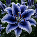 2 Bulbi de Crini - Lilium Blue Stardust