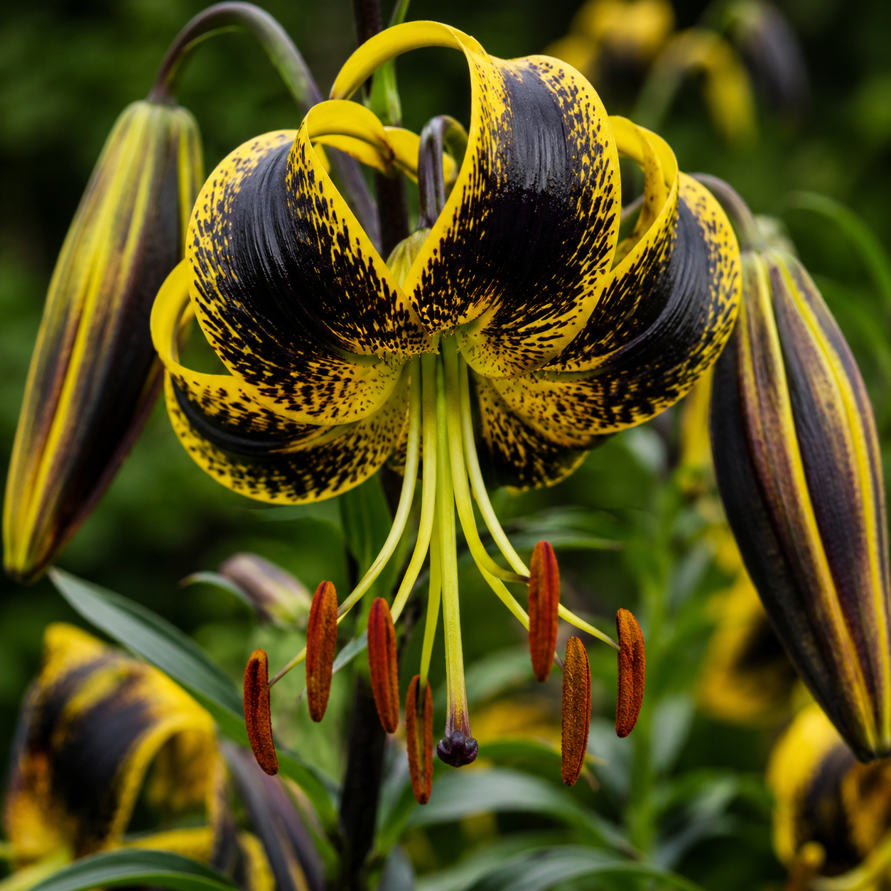 2 Bulbi de Crini - Lilium Golden Eclipse
