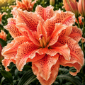 2 Bulbi de Crini - Lilium Coralla