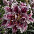 2 Bulbi de Crini - Lilium Silver Blush