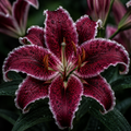 2 Bulbi de Crini - Lilium Bordeaux