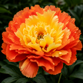 Bulbi de Bujor - Paeonia Saffron