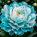 Bulbi de Bujor - Paeonia Crystal