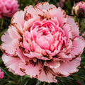 Bulbi de Bujor - Paeonia Cinnamon