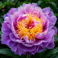 Bulbi de Bujor - Paeonia Julia
