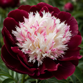 Bulbi de Bujor - Paeonia Wine & Lace