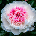 Bulbi de Bujor - Paeonia Lainy