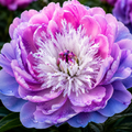 Bulbi de Bujor - Paeonia Aluz