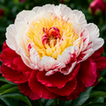 Bulbi de Bujor - Paeonia Fiesta